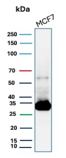 Western blot analysis of MCF7 lysate using Galectin-3 Antibody (LGALS3/13233R).