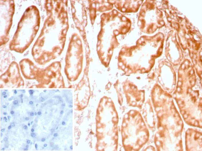 Formalin-fixed, paraffin-embedded human kidney stained with LRP-1 Antibody (LRP1/8947R) Inset: PBS instead of primary antibody; secondary only negative control.
