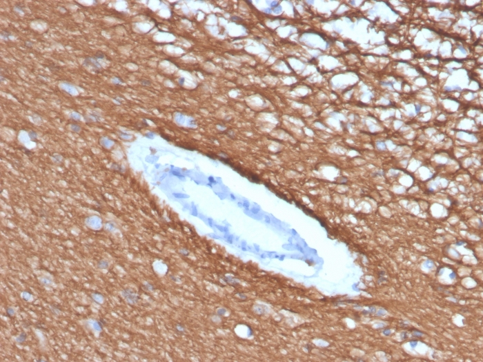 Formalin-fixed, paraffin-embedded human cerebellum stained with MBP Antibody (rMBP/4288).