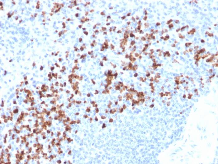 Formalin-fixed, paraffin-embedded human spleen stained with MMP-9 Antibody (rMMP9/1769).