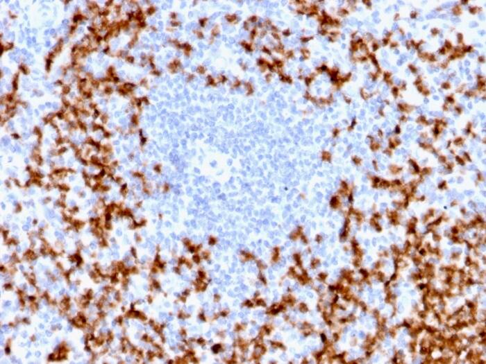 Formalin-fixed, paraffin-embedded human spleen stained with MMP-9 Antibody (MMP9/2025R).