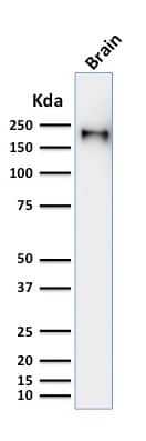 Western Blot Analysis of human brain tissue lysate using NF-H Antibody (rNF421).
