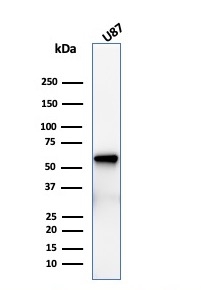 Western Blot Analysis of U87 cell lysate using NGFR/TNFRSF16/p75NTR Antibody (rNGFR/1965).