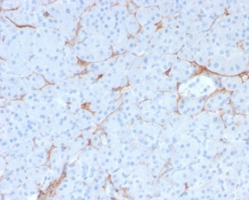 Formalin-fixed, paraffin-embedded human pancreas stained with NGFR/TNFRSF16/p75NTR Antibody (NGFR/1997R).