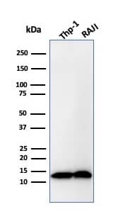Western Blot Analysis of THP-1 and Raji cell lysate using beta 2-Microglobulin Antibody (B2M/1857R).