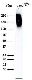 Western Blot Analysis of human spleen tissue lysates using CD45RB Antibody (N/A).