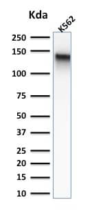 Western Blot Analysis of K562 cell lysate using CD43/Sialophorin Antibody (rSPN/839).