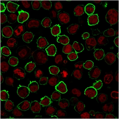 Immunofluorescent staining of K562 cells. CD43/Sialophorin Antibody (rSPN/1094). The nuclear counterstain is Reddot (Red)