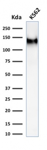 Western Blot Analysis of K562 cell lysate using CD43/Sialophorin Antibody (rSPN/1094).