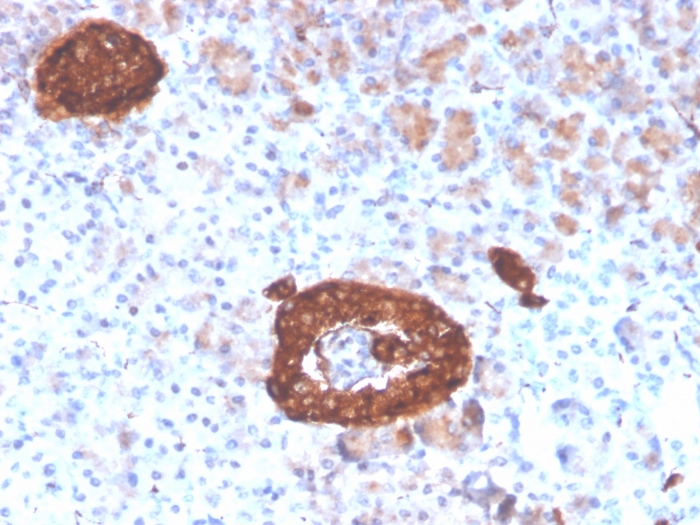 Formalin-fixed, paraffin-embedded human pancreas stained with Synaptophysin Antibody (rSYP/4654).