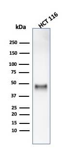 Western blot analysis of HCT116 cell lysate using Cyclin E1 Antibody (rCCNE1/4936).
