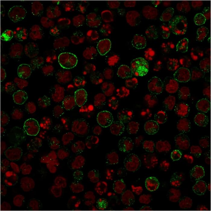 Confocal Immunofluorescence image of Raji cells using B7-2/CD86 Antibody (rC86/1146) followed by goat anti-Mouse IgG conjugated with CF488 (green). Red Dot is used to label the Nuclei (red).