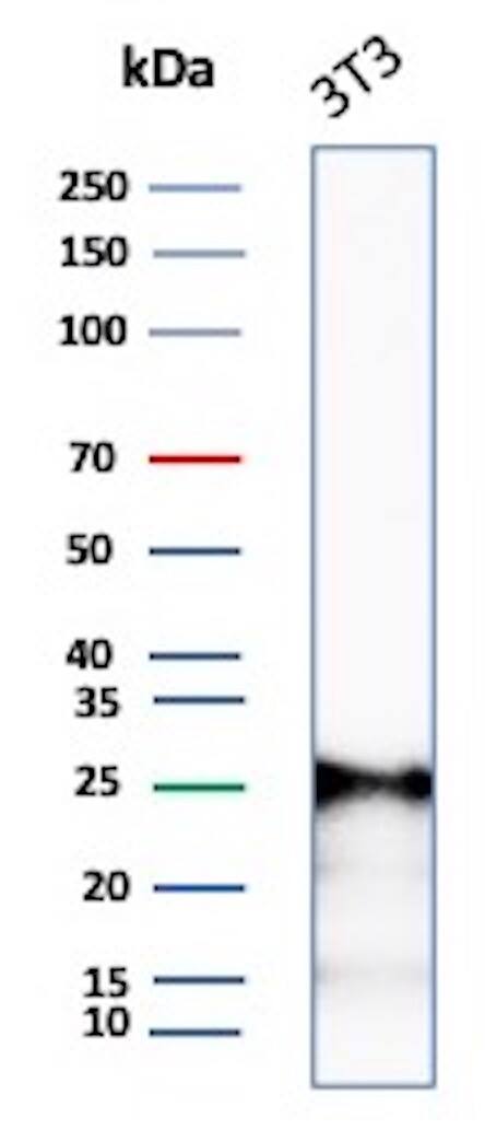 Western blot analysis of 3T3 lysate using p27/Kip1 Antibody (rKIP1/1356).