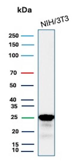 Western Blot Analysis of NIH/3T3 cell lysate using p27/Kip1 Antibody (KIP1/1355R).
