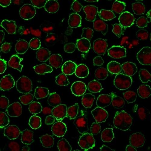 Immunofluorescence Analysis of K562 cells labeling CD43 with CD43/Sialophorin Antibody (rSPN/839) followed by Goat anti-Mouse IgG-CF488 (Green). The nuclear counterstain is RedDot.