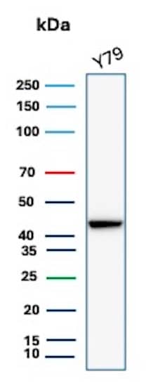 Western blot analysis of Y79 cell lysate using Creatine Kinase BB Antibody (rCKBB/8841).