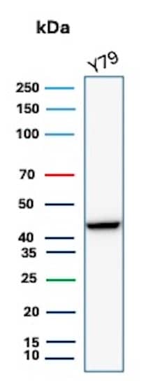 Western blot analysis of Y79 cell lysate using Creatine Kinase BB Antibody (rCKBB/8842).