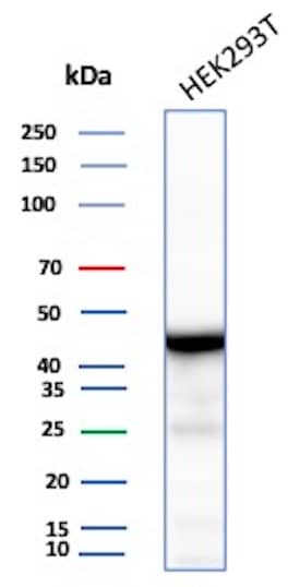 Western Blot Analysis of HEK293T cell lysate using Creatine Kinase BB Antibody (rCKBB/8844).