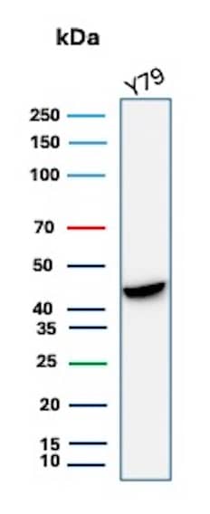 Western blot analysis of Y79 cell lysate using Creatine Kinase BB Antibody (rCKBB/8844).