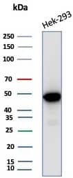 Western blot analysis of HEK-293 cell lysate using Creatine Kinase BB Antibody (CKBB/8310R).