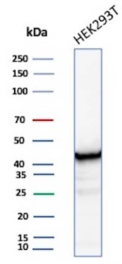Western Blot Analysis of HEK293 lysate using Creatine Kinase BB Antibody (CKBB/8608R).