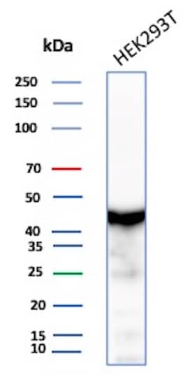 Western Blot Analysis of HEK293 lysate using Creatine Kinase BB Antibody (CKBB/8609R).