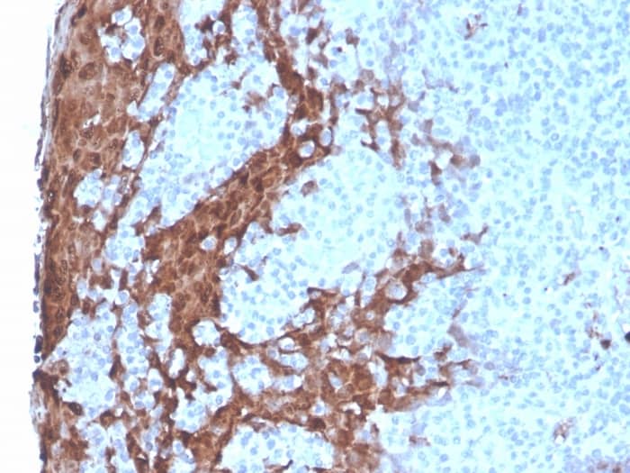 Formalin-fixed, paraffin-embedded human Tonsil stained with G-CSF Antibody (rCSF3/900).