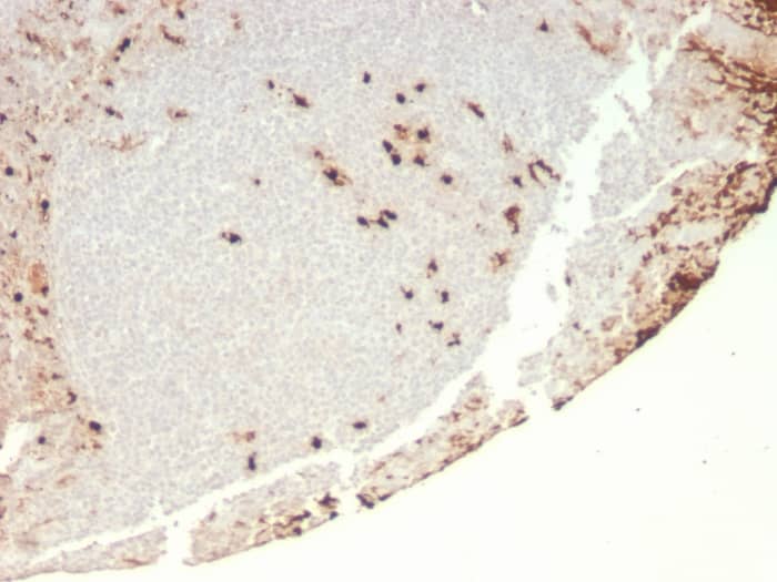 Formalin-fixed, paraffin-embedded human Tonsil stained with G-CSF Antibody (rCSF3/900).