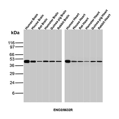 Western Blot Analysis of brain and heart lysates of different species using Enolase 2/Neuron-specific Enolase Antibody (ENO/8632R).