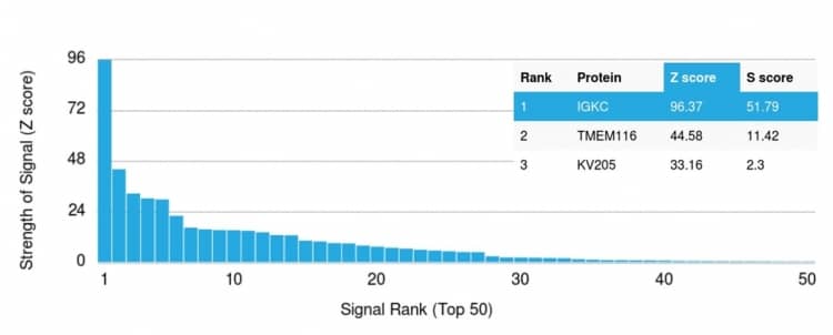 Analysis of Protein Array containing more than 19,000 full-length human proteins using Kappa Light Chain Antibody (rL1C1).
