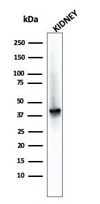 Western Blot Analysis of human kidney tissue lysate using alpha-Methylacyl-CoA Racemase/AMACR Antibody (AMACR/2748R).