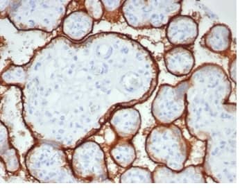 IHC analysis of formalin-fixed, paraffin-embedded human placenta stained using Alkaline Phosphatase/ALPP/ALPI Antibody (rALP/870) at 2ug/ml in PBS for 30min RT.