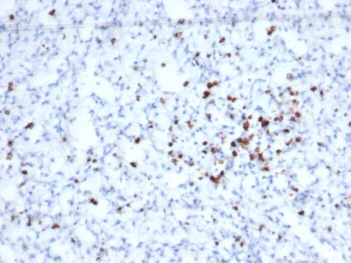 Formalin-fixed, paraffin-embedded human spleen stained with Granzyme B Antibody (rGZMB/6740).