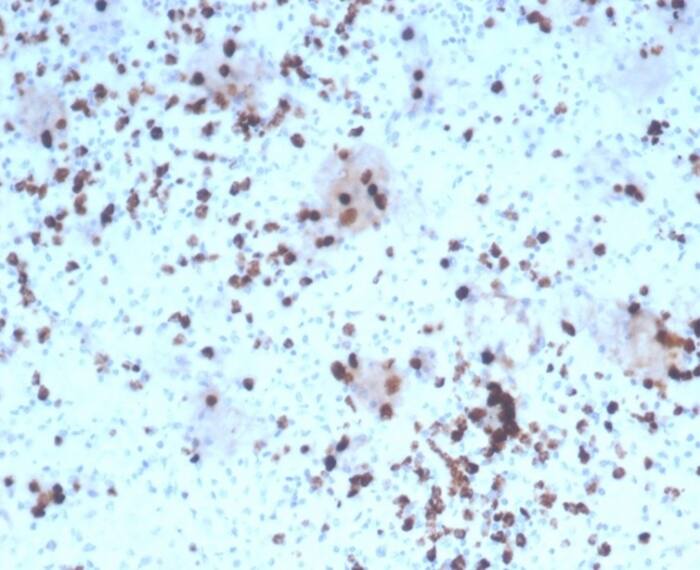 Formalin-fixed, paraffin-embedded human tonsil stained with Granzyme B Antibody (rGZMB/4538).