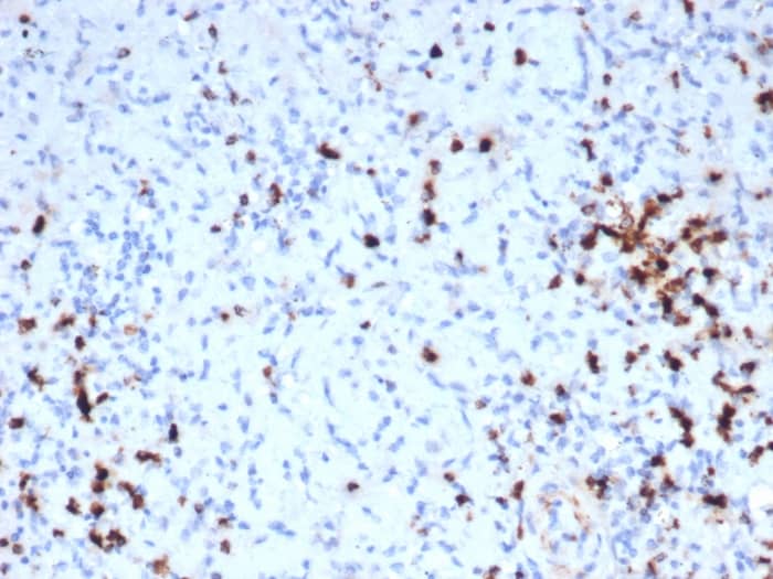 Formalin-fixed, paraffin-embedded human tonsil stained with Granzyme B Antibody (GZMB/6530R).
