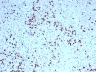 Formalin-fixed, paraffin-embedded human spleen stained with Granzyme B Antibody (GZMB/4539R).
