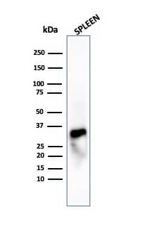 Western Blot Analysis of human spleen tissue lysate using Granzyme B Antibody (GZMB/4539R).