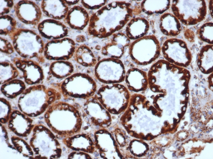 Formalin-fixed, paraffin-embedded human liver stained with HSP60 Antibody (HSPD1/6498R).