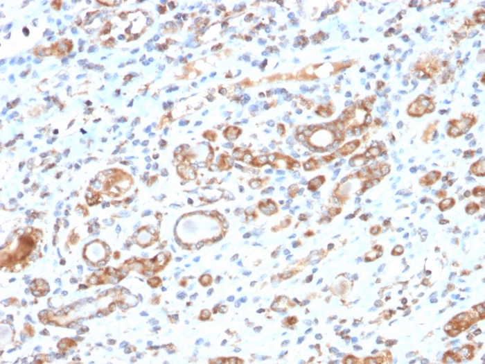 Formalin-fixed, paraffin-embedded human liver stained with HSP60 Antibody (HSPD1/2206R).