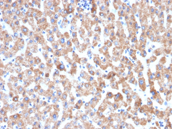 Formalin-fixed, paraffin-embedded human liver stained with HSP60 Antibody (HSPD1/2206R).