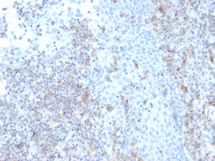 Formalin-fixed, paraffin-embedded human Tonsil stained with ICAM-3/CD50 Antibody (rICAM3/1019).