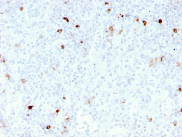 Formalin-fixed, paraffin-embedded human tonsil stained with IgM Antibody (rIM260).