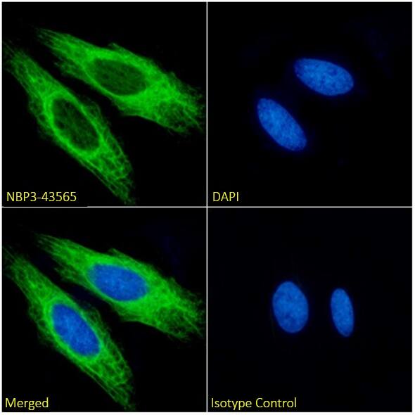Immunocytochemistry/ Immunofluorescence: Cytokeratin 17 Antibody (4D2) - Chimeric - BSA Free [NBP3-43565] - Immunofluorescence analysis of paraformaldehyde fixed HeLa cells, permeabilized with 0.15% Triton, on coverslips stained with NBP3-43565 (1:100 dilution) for 1h followed by Alexa Fluor® 488 secondary antibody (1:1000 dilution), showing cytoplasmic staining. The nuclear stain is DAPI (blue). Panels show, from left-right, top-bottom,NBP3-43565, DAPI, merged channels, and an isotype control. The isotype control was an unknown specificity antibody followed by staining with Alexa Fluor® 488 secondary antibody.