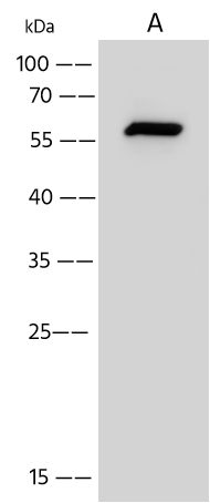 Western Blot: Iroquois-class homeodomain protein IRX-5 Antibody - Azide and BSA Free [NBP3-49158] - Lane A: HeLa Whole Cell Lysate. Lysates/proteins at 30 ug per lane using NBP3-49158 at 1:500 dilution. Secondary: HRP-conjugated Goat Anti-Rabbit IgG (H+L) at 1/10000 dilution. Developed using the ECL technique. Performed under reducing conditions. Predicted band size: 50 kDa. Observed band size: 60 kDa
