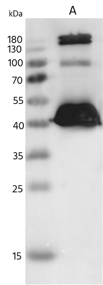 Western Blot: Respiratory Syncytial Virus Nucleoprotein Antibody - A2, Long - Azide and BSA Free [NBP3-49159] - Lane A: Respiratory Syncytial Virus Nucleoprotein Antibody - A2, Long Recombinant Protein (5ng) using NBP3-49159 at 1:5000 dilution. Secondary: HRP-conjugated Goat Anti-Rabbit IgG (H+L) at 1/10000 dilution. Developed using the ECL technique. Performed under reducing conditions.