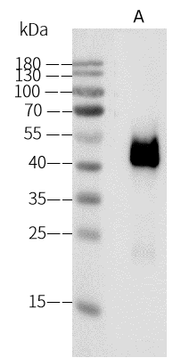 Western Blot Chikungunya Virus E2 Antibody (26) - (SL-CK1) - Azide and BSA Free