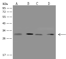 Western Blot: CCDC5 Antibody - Azide and BSA Free [NBP3-49164] - Lane A: HL60 Whole Cell Lysate. Lane B: U937 Whole Cell Lysate. Lane C: MOLT4 Whole Cell Lysate. Lane D: Daudi Whole Cell Lysate Lysates/proteins at 30 ug per lane using NBP3-49164 at 1:500 dilution. Secondary: HRP-conjugated Goat Anti-Rabbit IgG (H+L) at 1/10000 dilution. Developed using the ECL technique. Performed under reducing conditions. Predicted band size: 32 kDa. Observed band size: 32 kDa