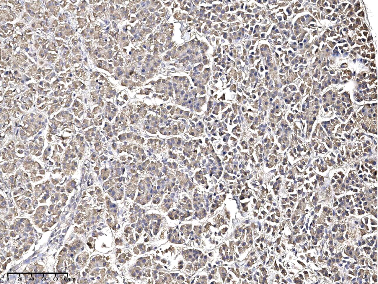Immunohistochemistry-Paraffin: ODR4/TTG1 Antibody - Azide and BSA Free [NBP3-49165] - Immunochemical staining of human ODR4/TTG1 in human pancreas with NBP3-49165 at 1:100 dilution, formalin-fixed paraffin embedded sections