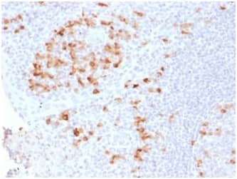 Formalin-fixed, paraffin-embedded human Tonsil stained with Kappa Light Chain Antibody (KLC2289R) - Azide and BSA Free.