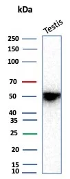 Western blot analysis of human testis tissue lysate using Inhibin alpha Antibody (rINHA/6919) - Azide and BSA Free.